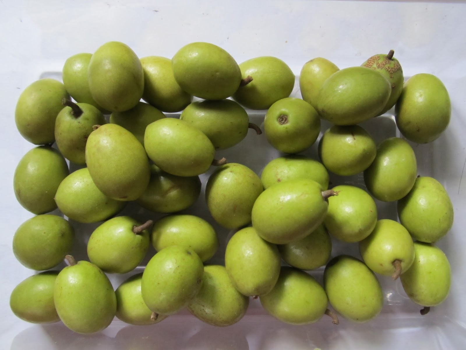 අත්තම්මාගේ අත්බෙහෙත් වෙරළු (Ceylon Olives / Elaeocarpus serratus)