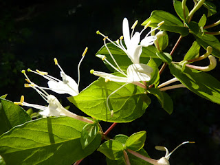 Reference photo for "Honeysuckle" painting © Judy Lavoie 2020