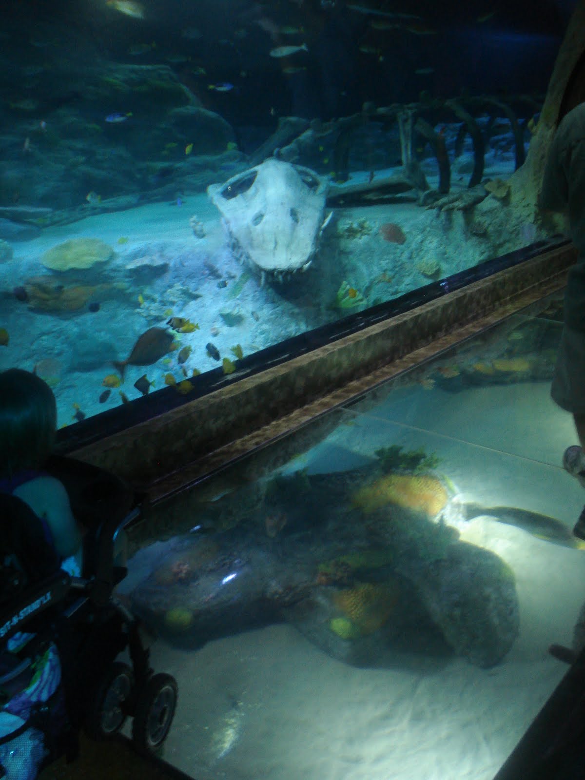 Fort Worth Mama Sea Life Aquarium in Grapevine, Texas