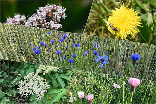 Feldblumen