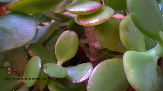 Hojas de Crassula ovata