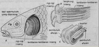 Cara Kerja Sistem Pernapasan Ikan Ikan Dan Laut