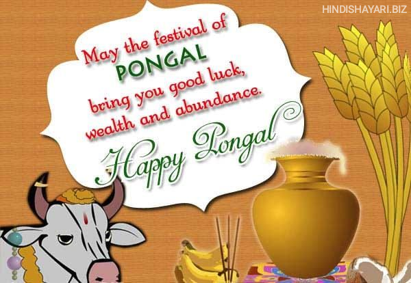 Happy Pongal,Happy Pongal Wishes in English, Happy Pongal Quotes in English, Happy Pongal Shayari Status in English