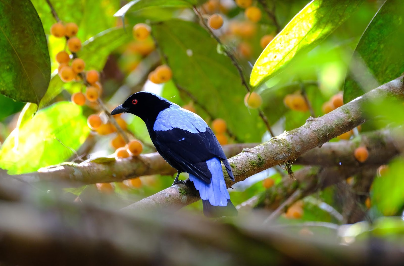 Mike Is The Name Birding Is The Game ( Birding In Malaysia - Malaysian Birds  In Photos ): Avian Sighting November 2019 - Asian Fairy Bluebird