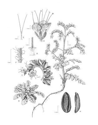 Resultado de imagen para botanical illustration