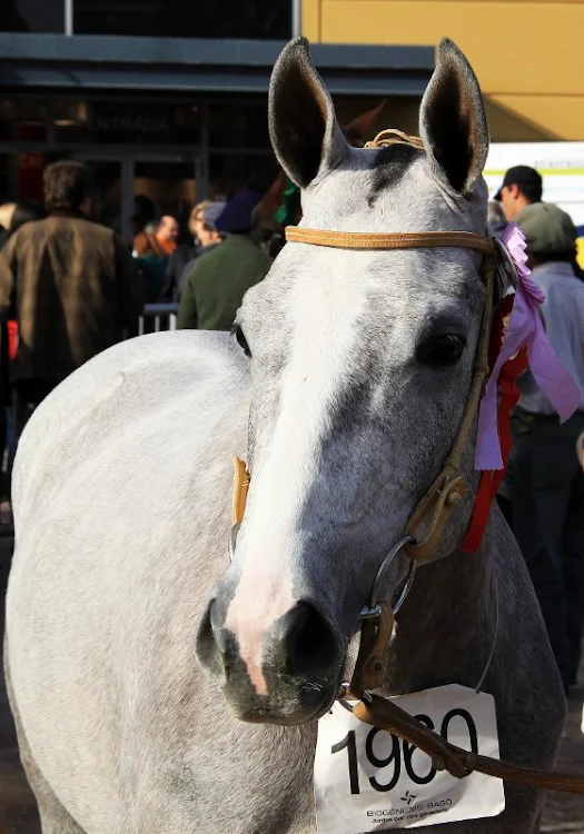 FOTOS DE CABALLOS