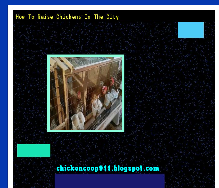 How to Raise Chickens in The City Chicken Coop 911