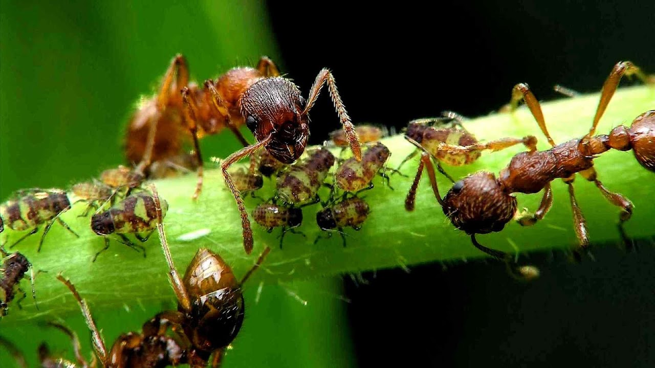 Ant Control In Vegetable Garden - Vege Choices