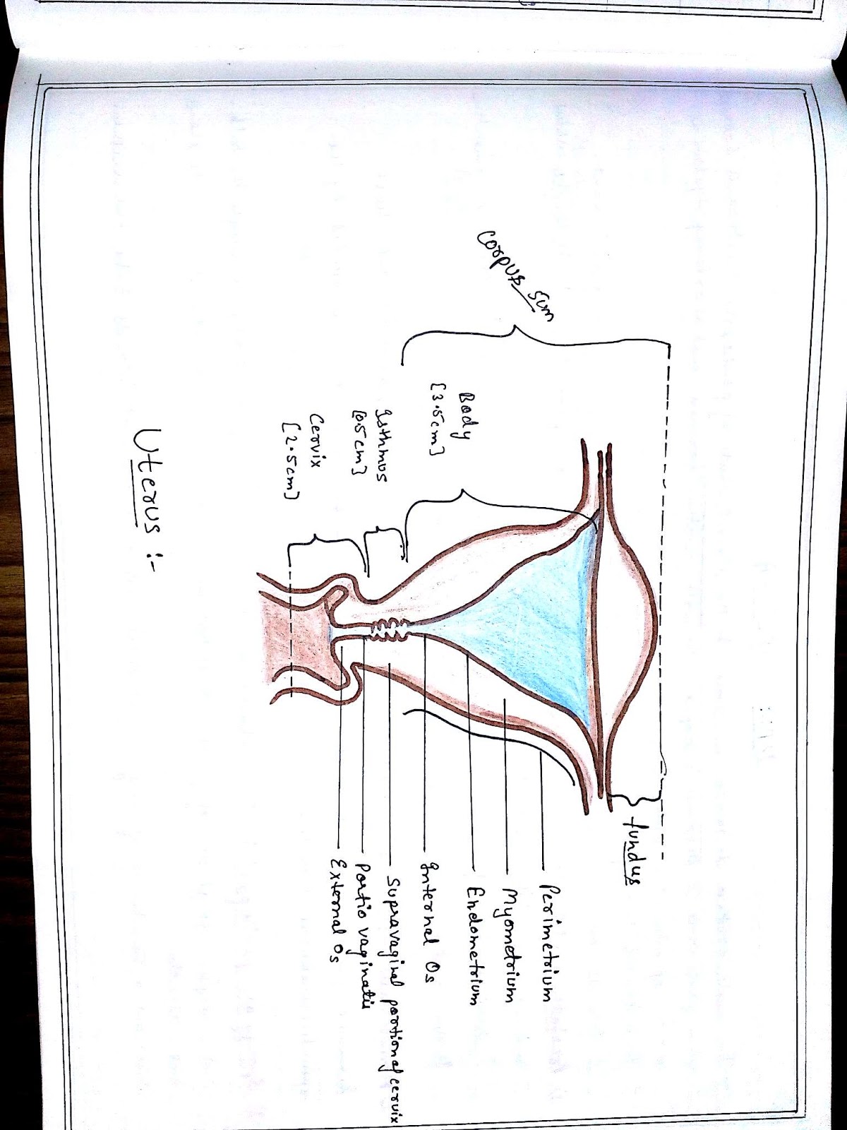 Anatomy Diagram Book