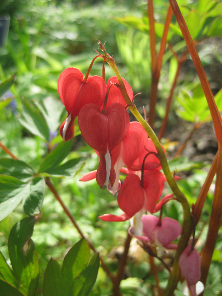 Alpine Garden Society Victorian Group Dicentra. Bleeding Hearts.
