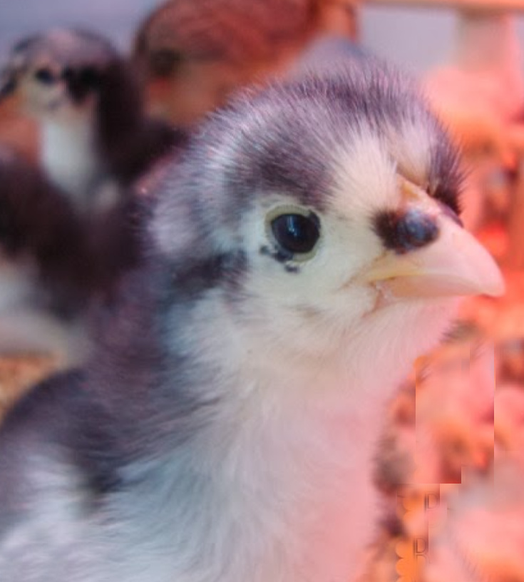 Natural Chicks