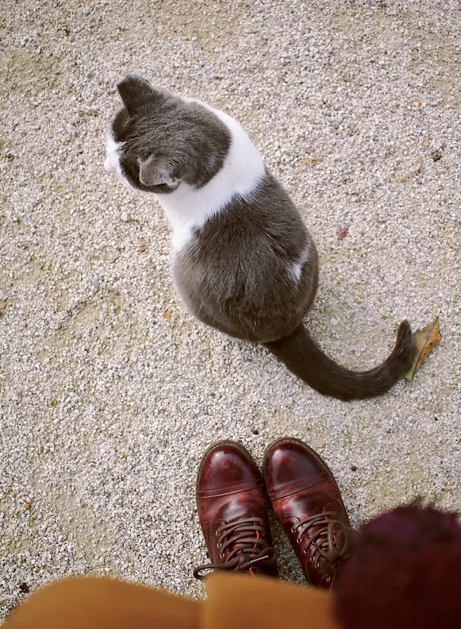fotografía otoño gato zaragoza