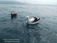 Wandering albatross and Southern giant petrel off Kaikoura Peninsula, NZ - by Denise Motard Wandering albatross and Southern giant petrel off Kaikoura Peninsula, NZ - by Denise Motard