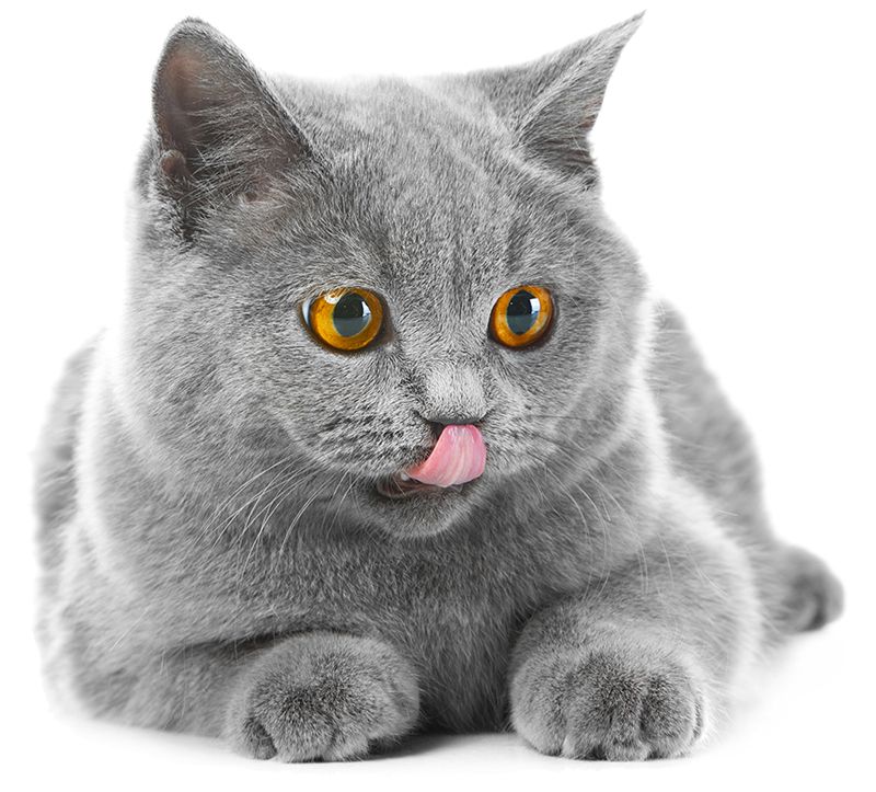10 Rare Cat Breeds You Have to See to Believe!