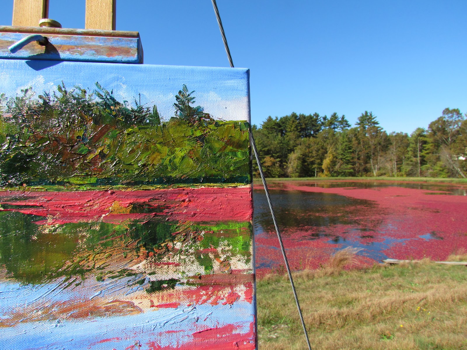 MAUREEN VEZINA OIL PAINTER Cranberry Bogs