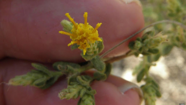 Цветок кустарника Chiliadenus iphionoides