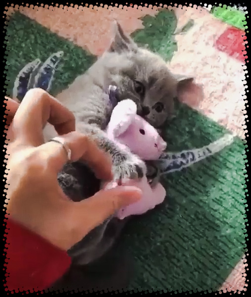 Kitten is aggressively possessive over his pink pig