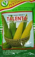 benih jagung talenta,jagung talenta,budidaya jagung manis,benih jagung manis,pertanian,lmga agro