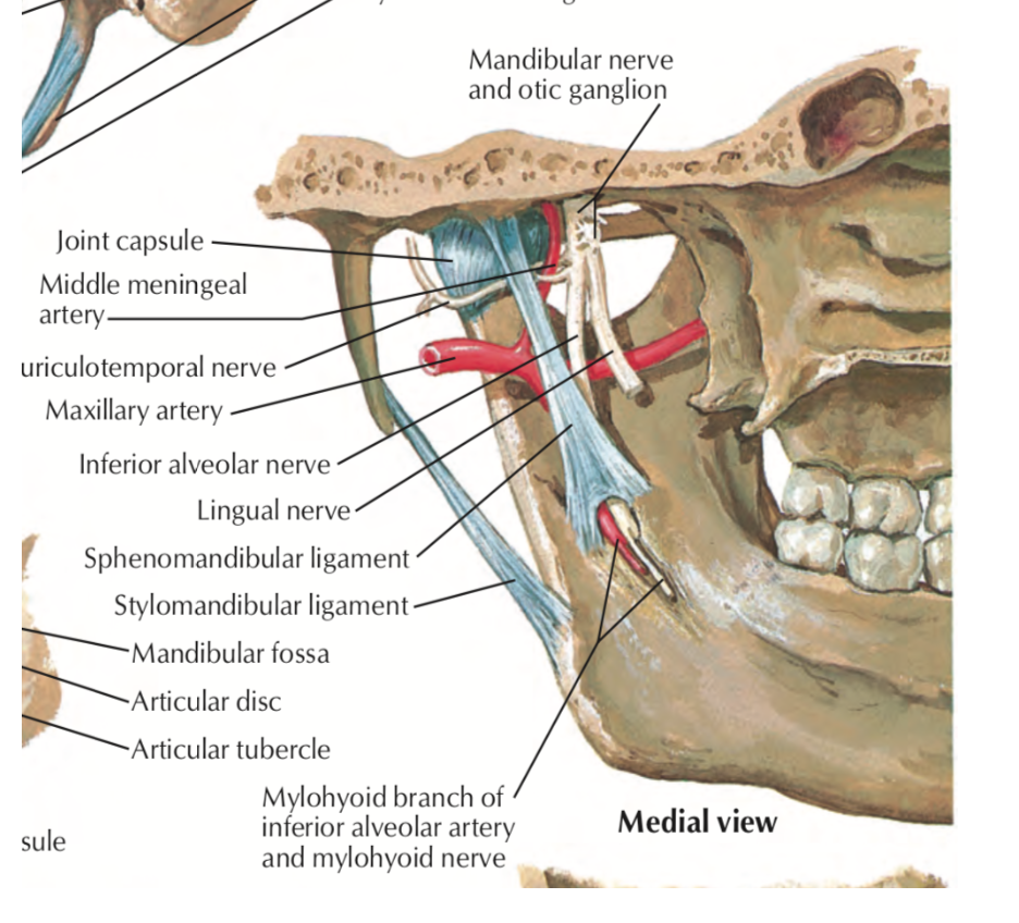 Head and Neck Anatomy TEMPOROMANDIBULAR JOINT