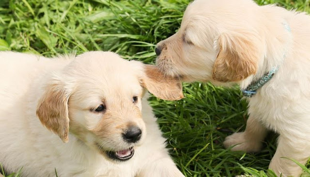 Dua Ekor Anjing Peliharaan di Jepang Dinyatakan Positif Virus Corona