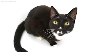 Black and white cute cat
