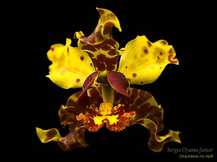 Orquídeas no Apê: Orquídea Cyrtopodium