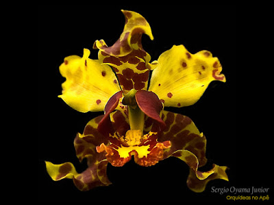 Orquídea Cyrtopodium punctatum