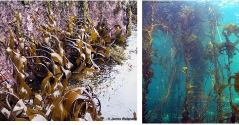 Ide 31 Morfologi Alga Coklat