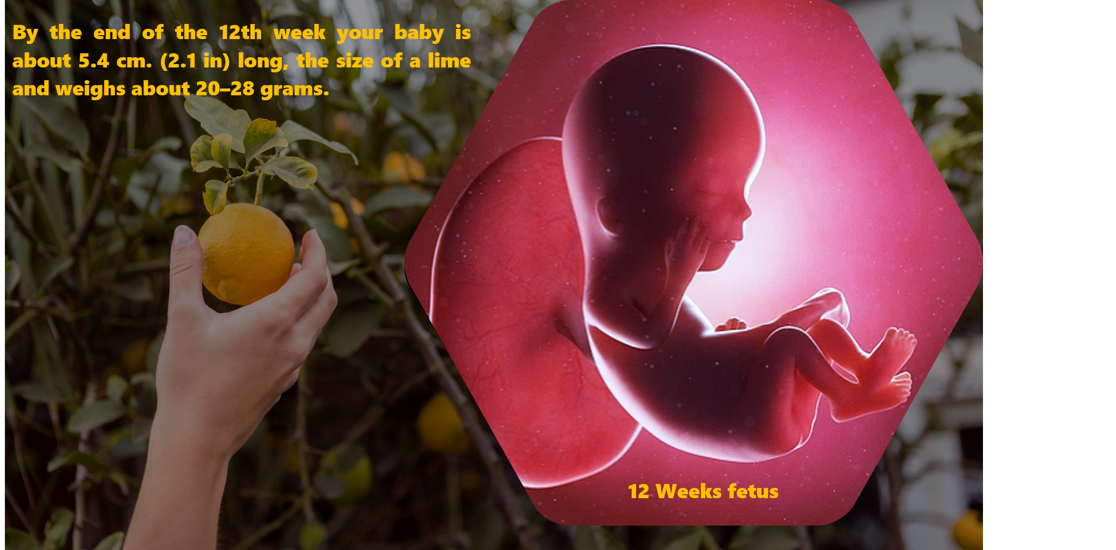 12 week pregnancy