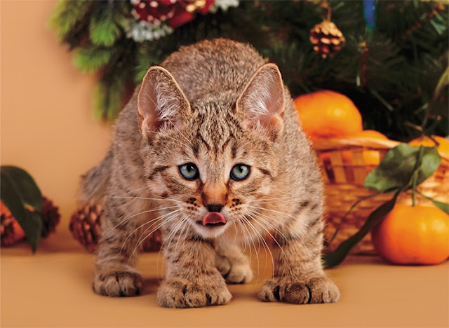На фото – котенок породы пиксибоб.  У этих кошек часто встречается генетическая аномалия  – лишний, шестой палец.