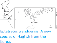 https://sciencythoughts.blogspot.com/2020/07/eptatretus-wandoensis-new-species-of.html