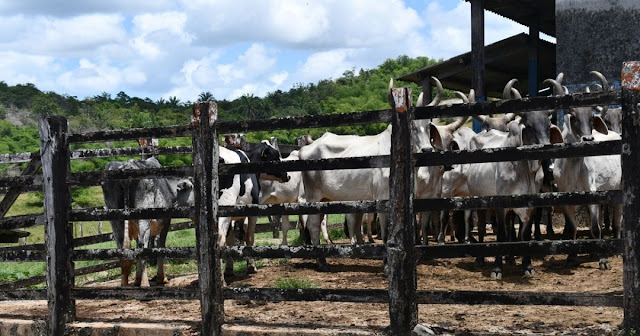 Produtores baianos têm até junho para fazer recadastramento de produção rural
