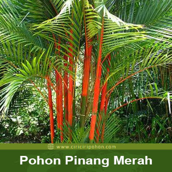 ciri ciri pohon pinang merah