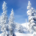 Bosque Nevado - Fondo de Escritorio - Imágenes Hilandy  