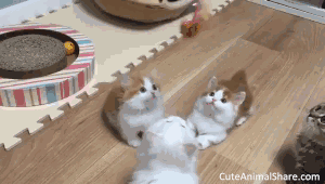 Cats doing funny things cute and funny cats gifs #3 - cuteanimalshare.com