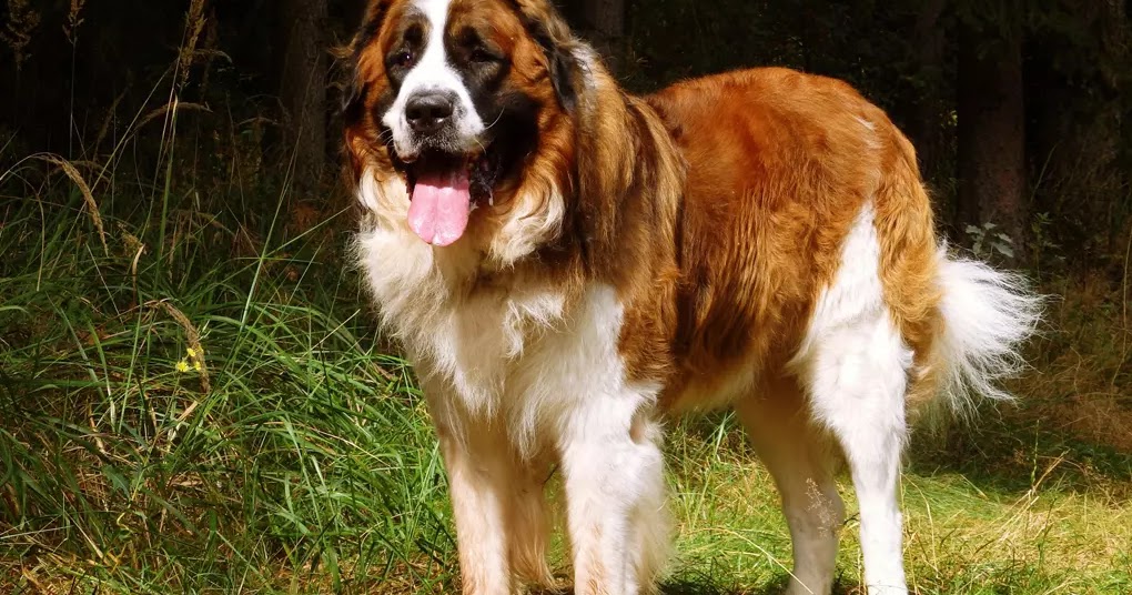 10 Best Large Dogs That Are Calm The Buzz Land