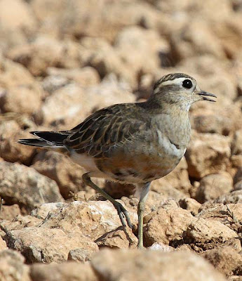 Chorlito carambolo (Charadrius morinellus)