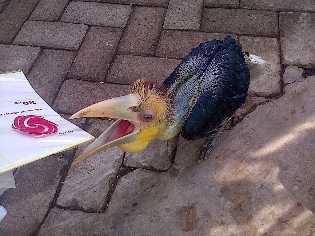 Jual Beli Satwa Unik Indonesia Jual Burung Rangkok Julang Emas