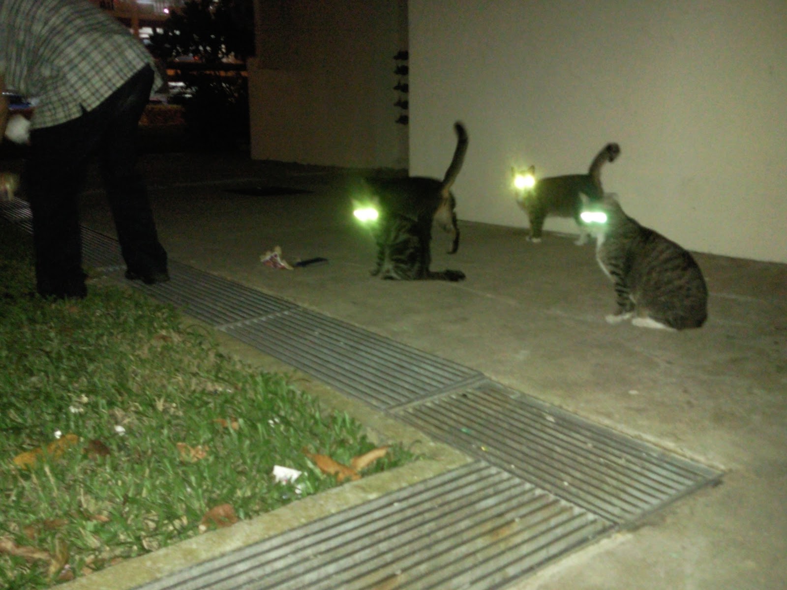feeding stray cats download free