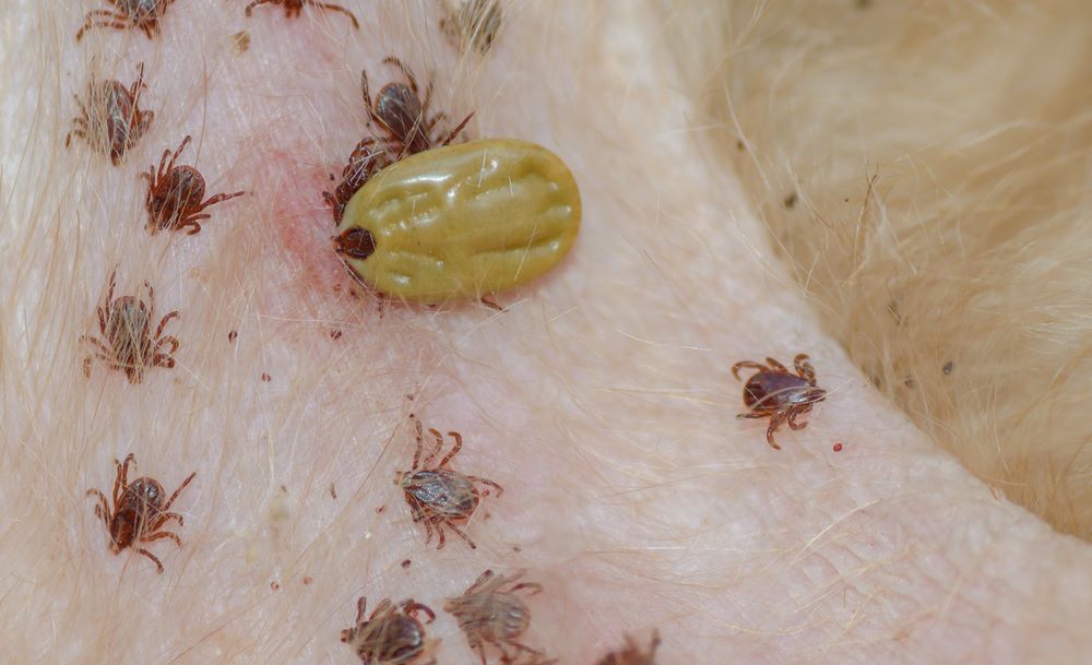 How To Get Rid Of Dog Ticks Easily And Safely, Prevent Yourself And