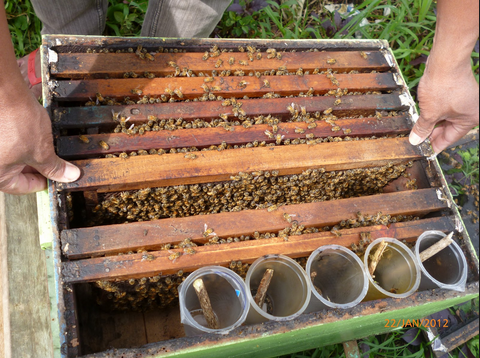 Peluang Bisnis Ternak Lebah madu di kebumen - Kebumen How?