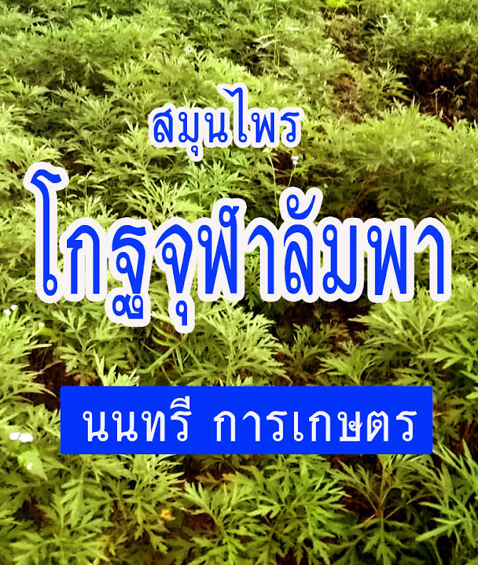 โกฏจุฬาลัมพาแห้ง