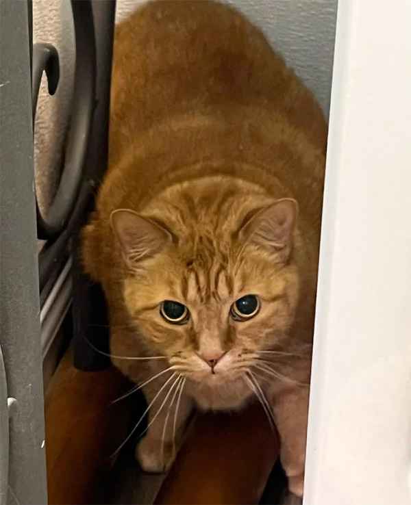 11 Year Old Cat Now Has a Place оf Her Own After Nearly a Year Trying