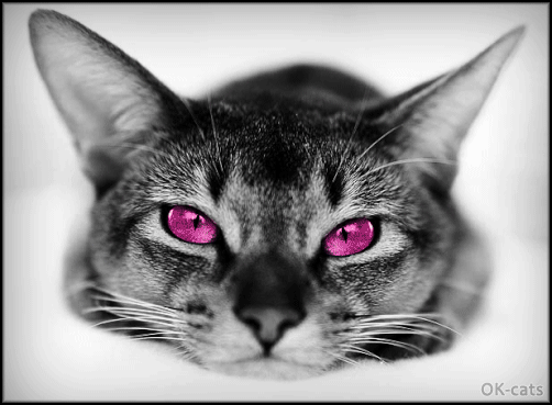 Art Cat GIF • Cat with amazing multi-colored eyes is looking at you Art Cat GIF • Cat with amazing multi-colored eyes is looking at you