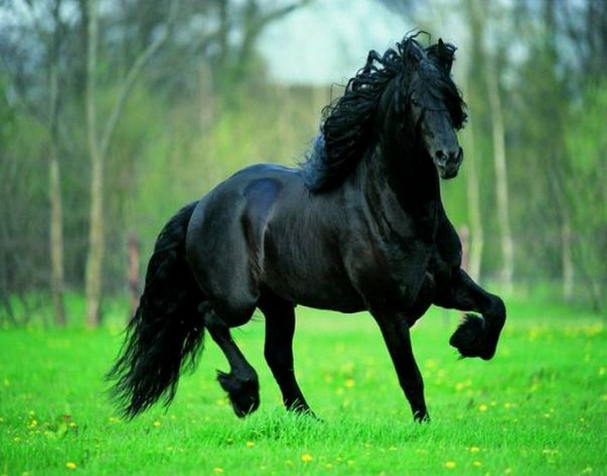 Конь мой вороной. Фризская лошадь Фредерик. Лошадь черный. Конь с большой черной гривой. Черная лошадь с красивой гривой.