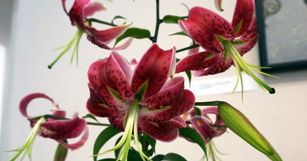Lilium 'Sarabande' Lilium, Perennials, Amazing gardens