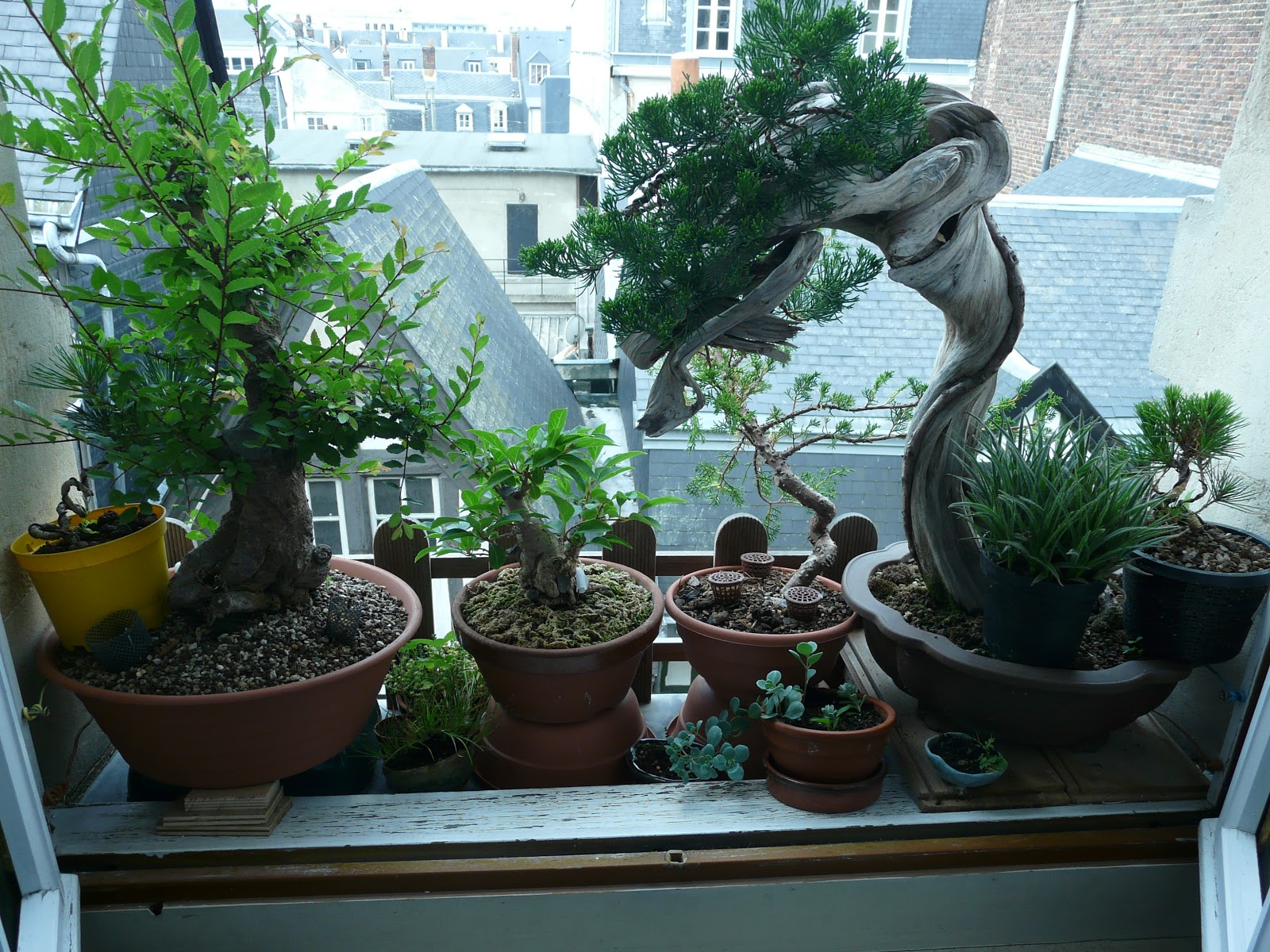 Bonsaï in Rouaname JapanTown