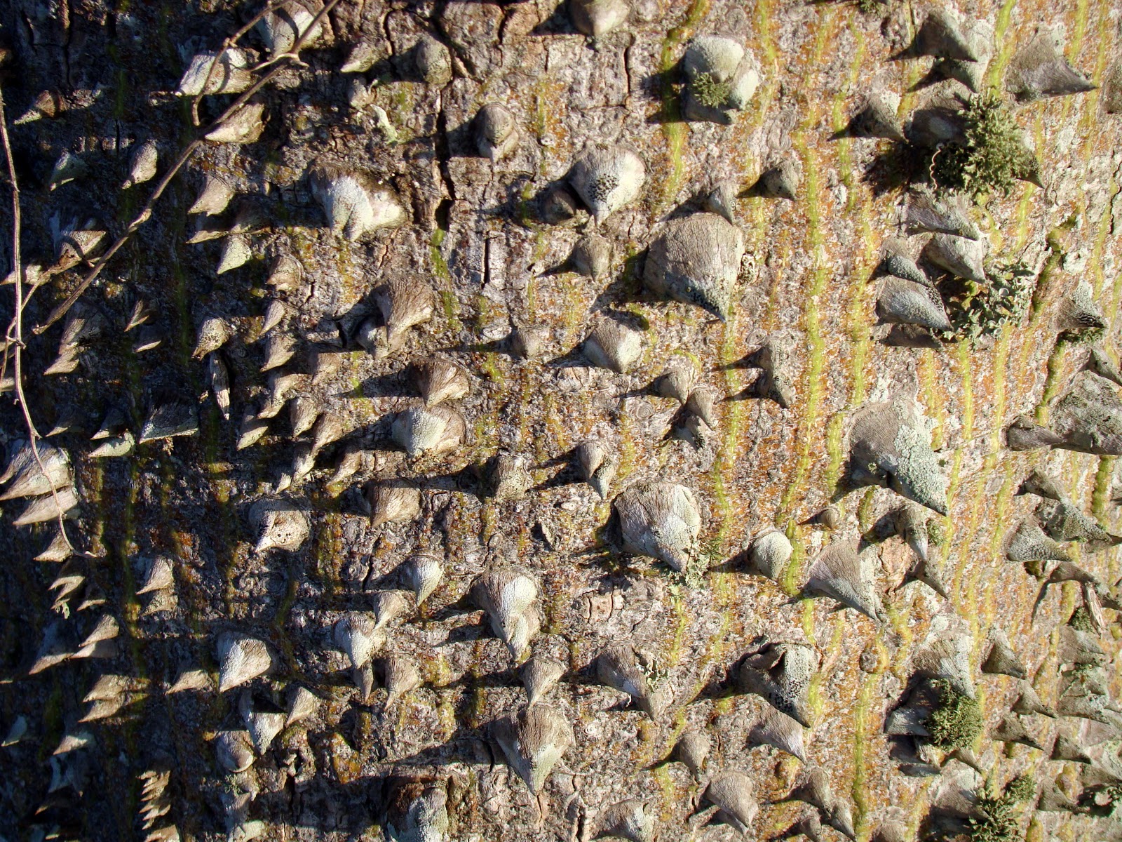 Pine Island, Florida Silk Floss Tree in Bokeelia