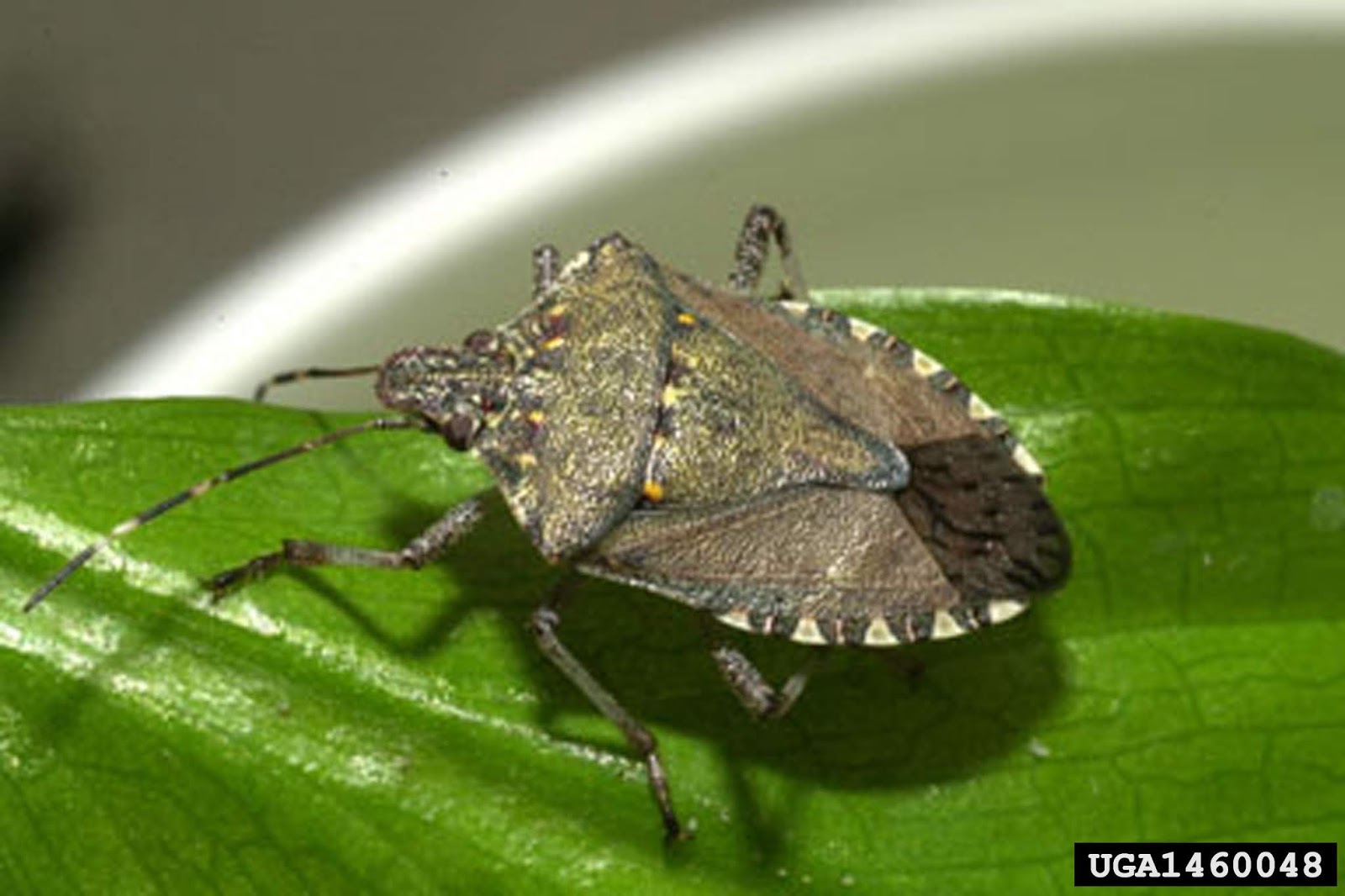 Why Do Stink Bugs Stink? - Pest Control Technology
