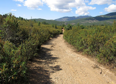 Camino entre jaras en Campillo de Ranas